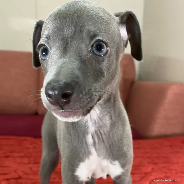 ID:2408-03047の子犬