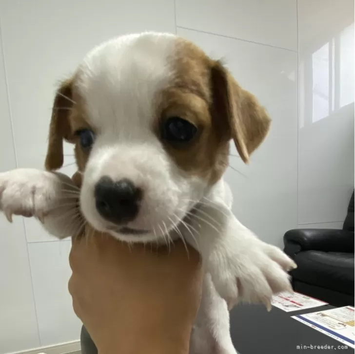 ID:2406-02000の子犬