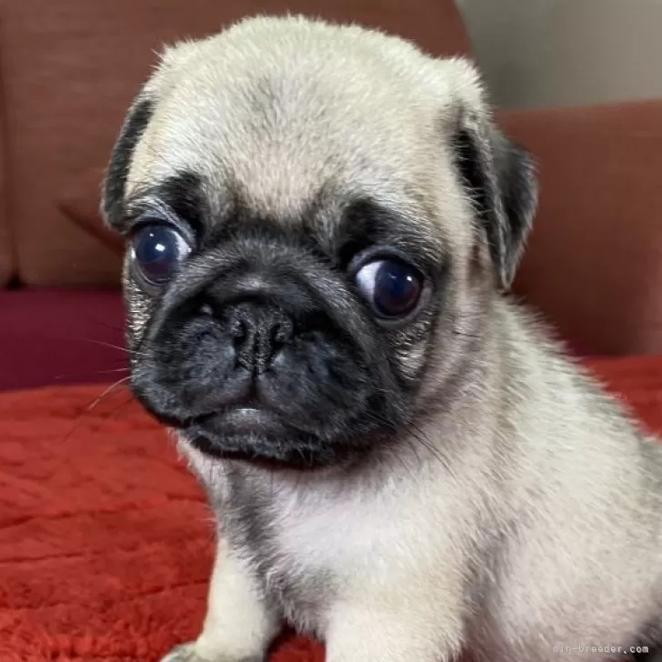 ID:2408-01687の子犬