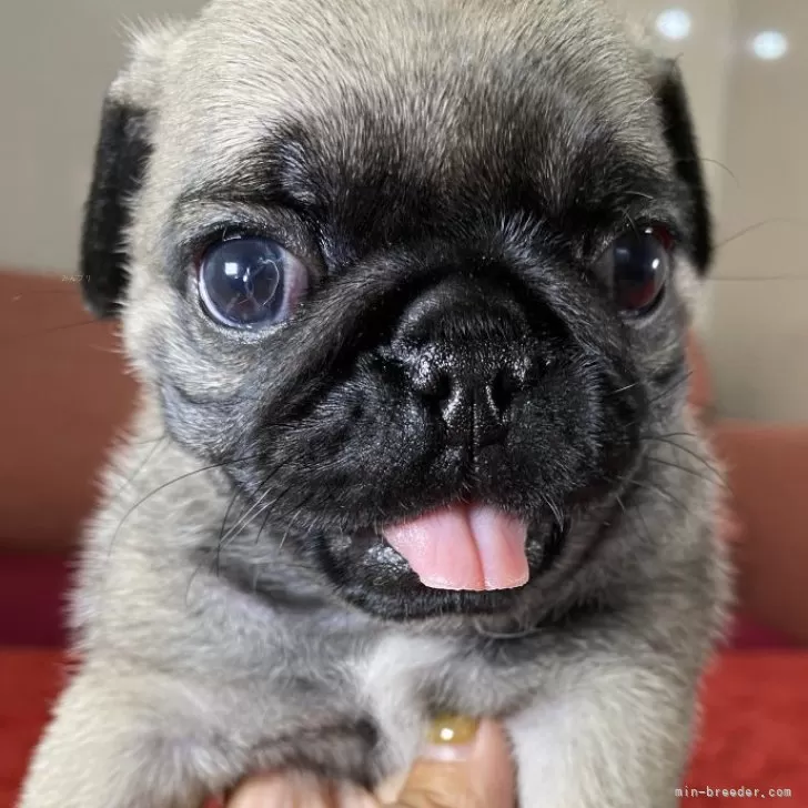 ID:2408-01688の子犬