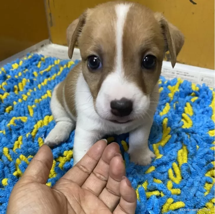 スムースジャック希望 様のお迎えした子犬