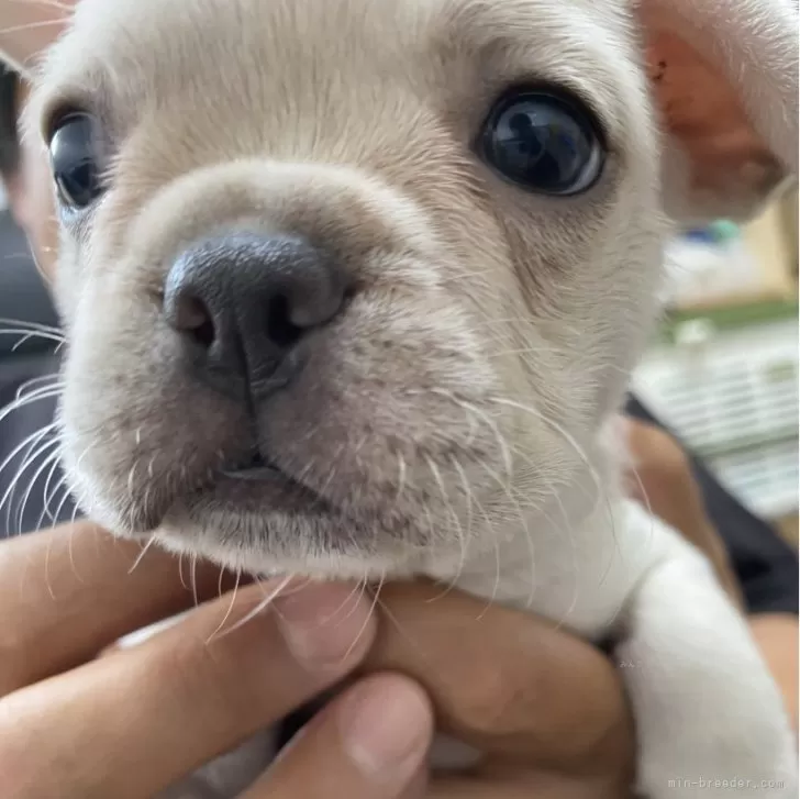 ID：2407-01731の子犬