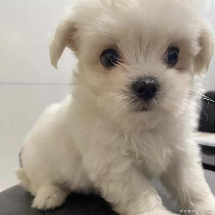 ID:2406-02345の子犬