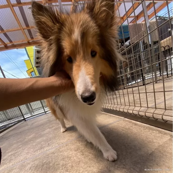 ID:2405-04738の子犬