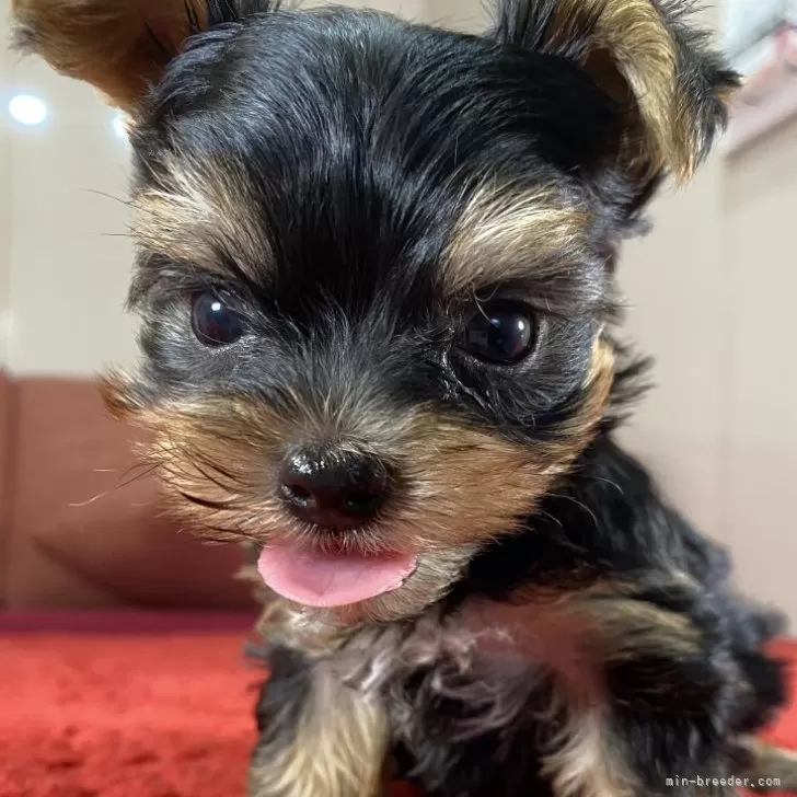 ID：2408-01219の子犬