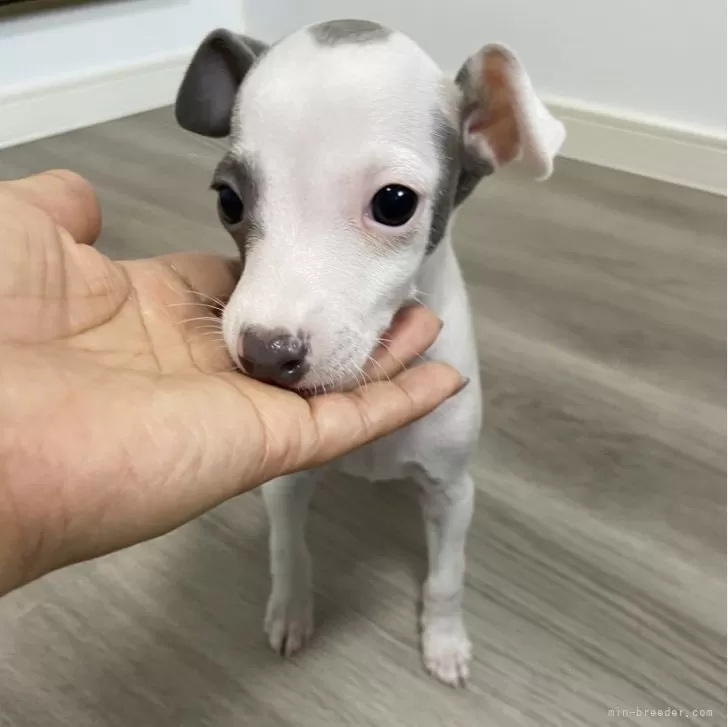 ID:2405-05657の子犬
