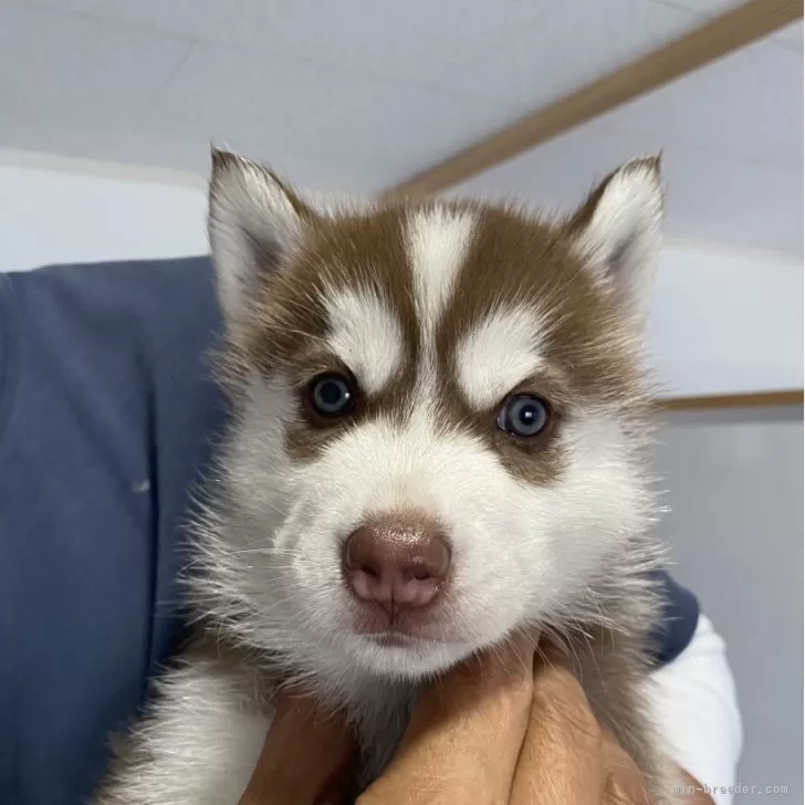 ID:2405-04506の子犬