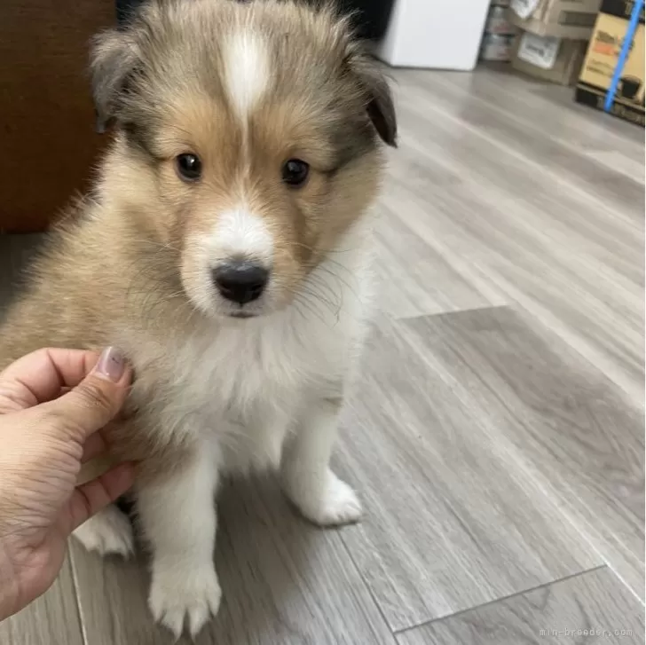 ID:2405-03082の子犬