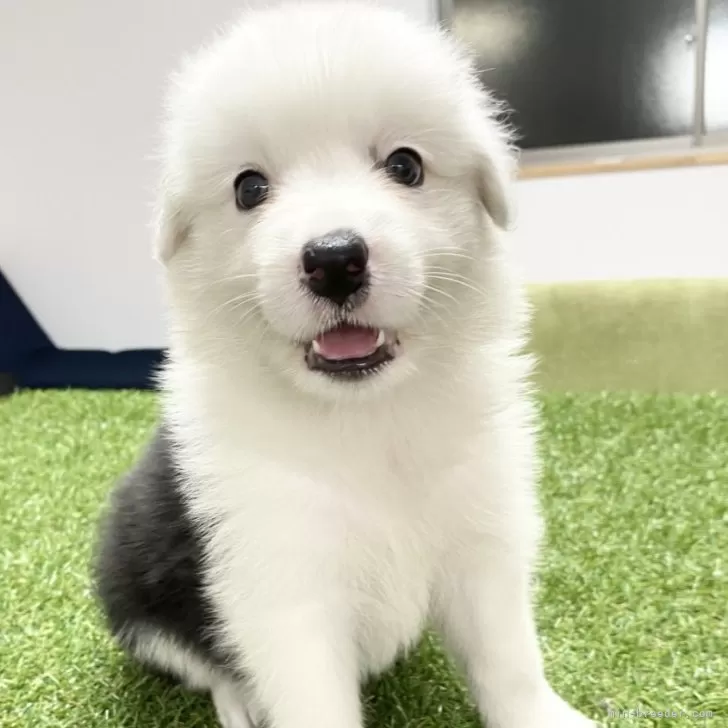 ID:2410-02745の子犬