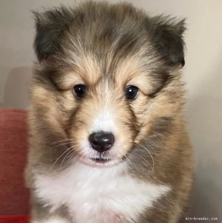 ID:2409-04605の子犬