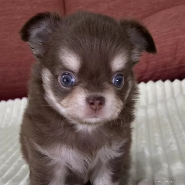 ID：2409-05139の子犬