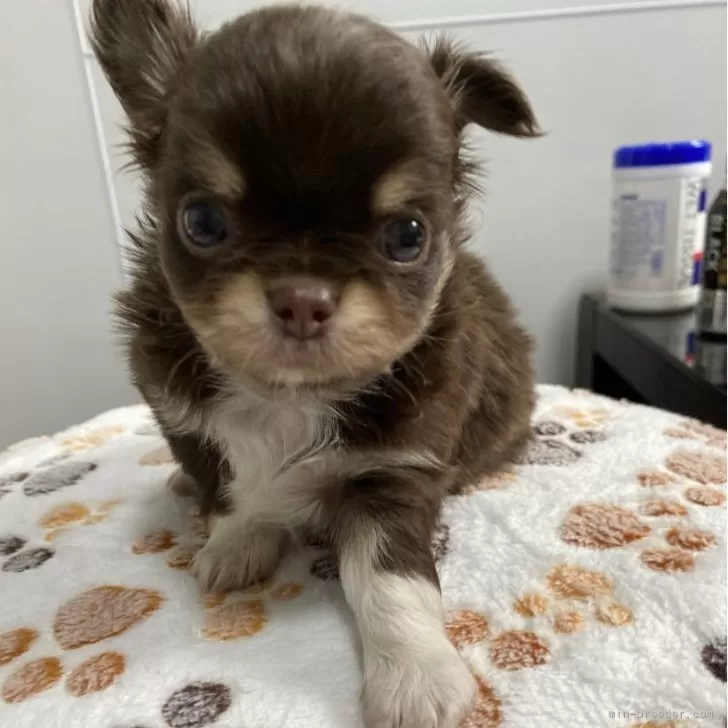 ID：2406-07424の子犬