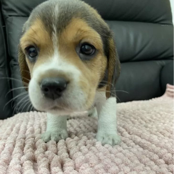 M.M 様のお迎えした子犬