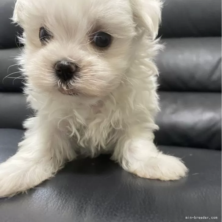 ID:2406-02789の子犬