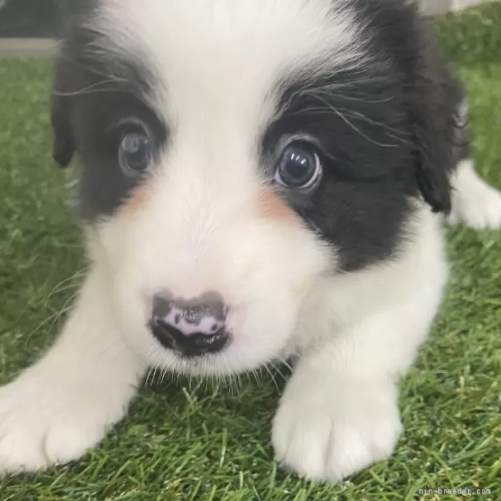 ID:2409-01243の子犬