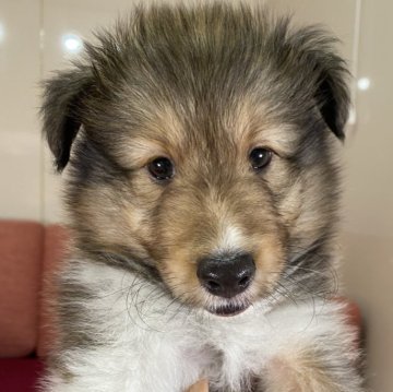 シェットランドシープドッグ【愛知県・男の子・2024年7月31日・セーブル&ホワイト】の写真「お父さんJCCチャンプ10/2迄の期間限定掲載🩵」