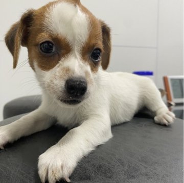 ジャックラッセルテリア【愛知県・女の子・2024年4月24日・タン&ホワイト】の写真「元気いっぱい小さい小さい愛嬌たっぷり女の子💕」