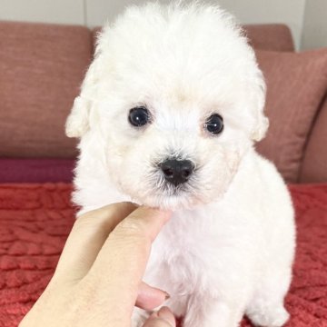 トイプードル(タイニー)【愛知県・女の子・2024年9月10日・クリーム】の写真「11/6までの期間限定掲載🆙毛量多いです💕」