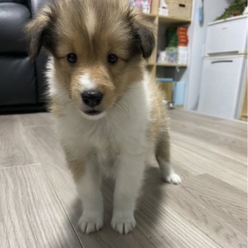 シェットランドシープドッグ【愛知県・女の子・2024年3月26日・セーブル&ホワイト】の写真「とっても可愛い女の子💕」