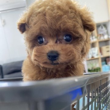 トイプードル(ティーカップ)【愛知県・女の子・2024年4月20日・レッド】の写真「6/26まで掲載延長、写真更新しました🆙」