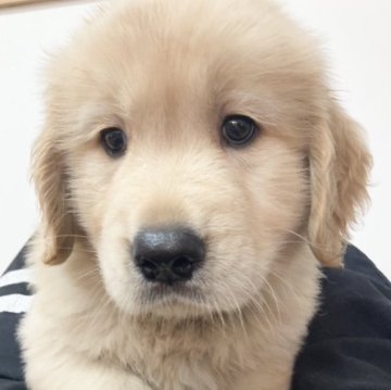 ゴールデンレトリバー【愛知県・男の子・2024年8月20日・ゴールデン】の写真「少し延長です🩷10/20迄期間限定掲載🆙」