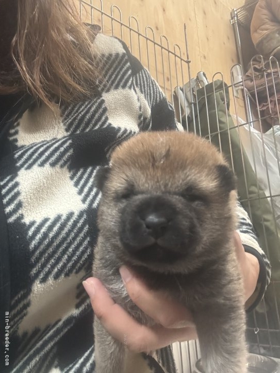 北林紗月ブリーダーのブログ：おメメが開きましたー❤️