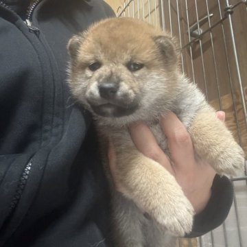 柴犬(標準サイズ)【長野県・男の子・2025年10月10日・赤】の写真「今回、男の子1匹だけです」