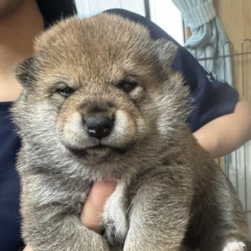 柴犬(標準サイズ)【長野県・男の子・2025年4月4日・赤】の写真「凛々しいお顔の男の子です」