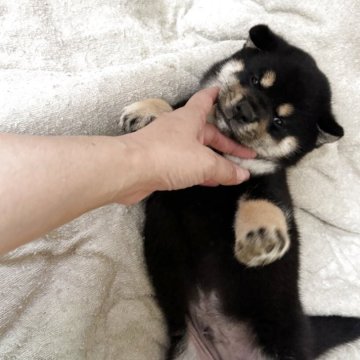 柴犬(標準サイズ)【長野県・男の子・2025年8月18日・黒】の写真「まん丸お顔のかわいい男の子」