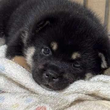 柴犬(標準サイズ)【長野県・女の子・2025年8月18日・黒】の写真「まん丸お顔の好奇心旺盛女子✨」