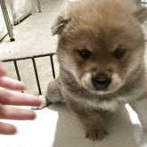 柴犬(標準サイズ)