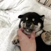 柴犬(標準サイズ)