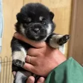 柴犬(標準サイズ)
