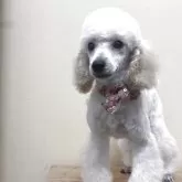 トイプードル(トイ)