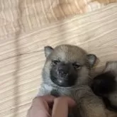 柴犬(標準サイズ)