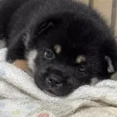 柴犬(標準サイズ)