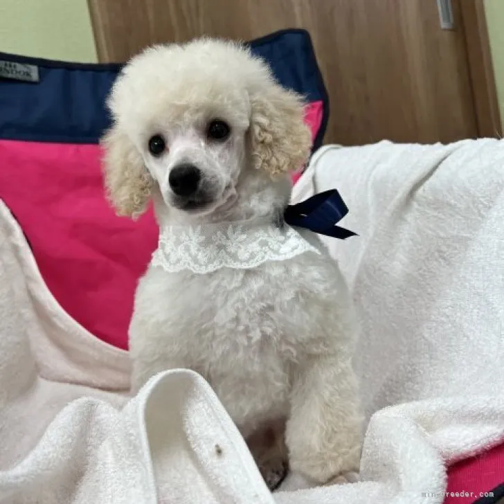 ID：2304-05685の子犬