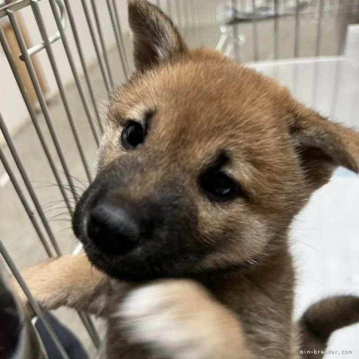 ID：2303-05411の子犬