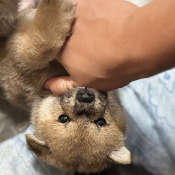 柴犬(標準サイズ)【長野県・男の子・2024年9月3日・赤】の写真「おっとりとした男の子です。」