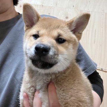柴犬(標準サイズ)【長野県・女の子・2023年3月15日・赤】の写真「姉妹で1番甘えん坊ちゃんです✨」