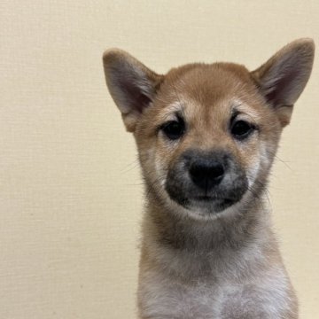 柴犬(標準サイズ)【長野県・女の子・2024年5月23日・赤】の写真「お盆期間の特別価格です。」