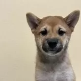 柴犬(標準サイズ)【長野県・女の子・2024年5月23日・赤】の写真1「お顔がスッキリしてきました」