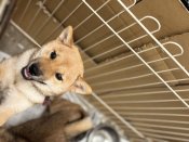 柴犬【・女の子・2024年5月23日・赤】「生後半年くらいの頃のサブレちゃん✨」