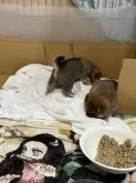 柴犬(標準サイズ)【長野県・女の子・2024年5月23日・赤】の写真3「疲れました。」