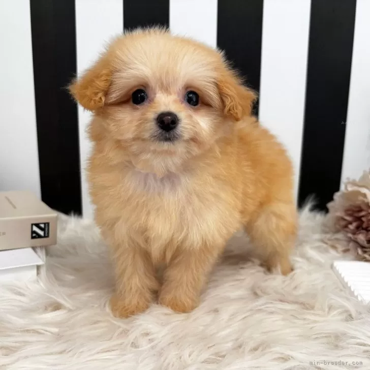 ID:2508-00662の子犬