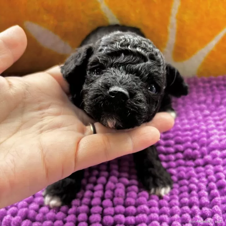 ビションプー(トイプードル×ビションフリーゼ)【和歌山県・男の子・2025年10月20日・ブラック】の写真1