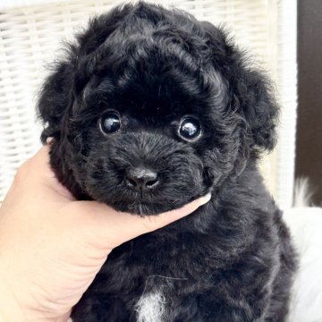 トイプードル(タイニー)【和歌山県・女の子・2025年3月10日・ブラック】の写真「短足くまさん🧸」
