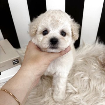 ミックス(トイプードル×ビションフリーゼ)【和歌山県・男の子・2025年4月17日・クリーム】の写真「色素の濃いまん丸くん🐾」