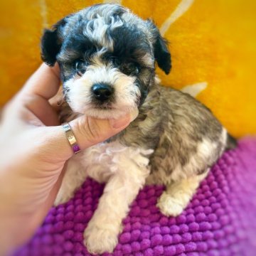 ビションプー(トイプードル×ビションフリーゼ)【和歌山県・女の子・2025年10月20日・クリーム&ホワイト】の写真「珍しいカラーの女の子🩷」