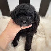 ビションプー(トイプードル×ビションフリーゼ)